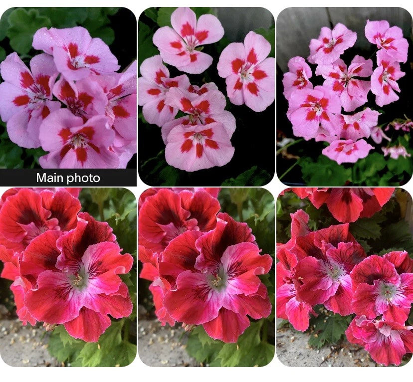 Geranium Ssp Rare Geranium Plants Set of 2, 8-10 Inch Tall, 3-Inch Pot, Unique Vari ...