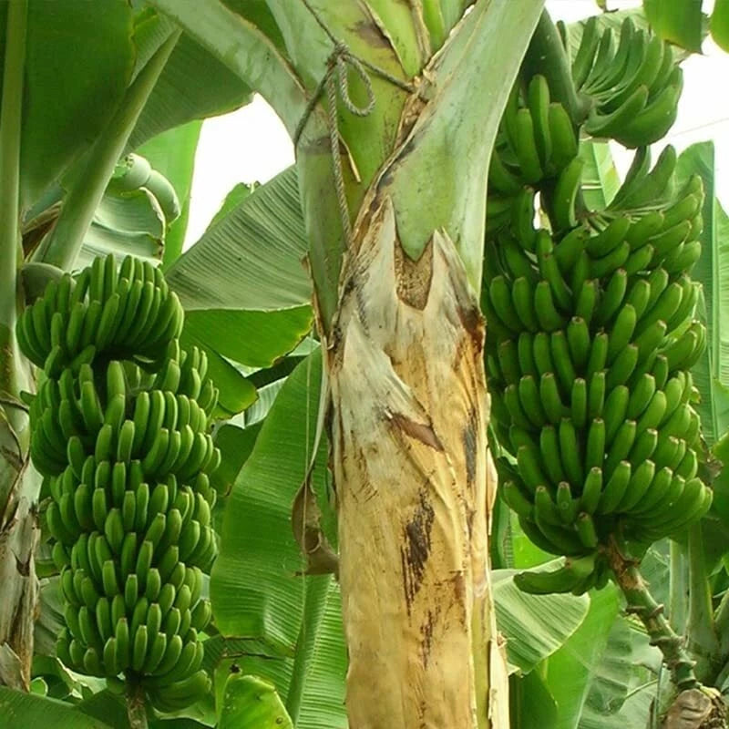 Wild Banana Tree Seeds - 10 Seeds - Musa acuminata