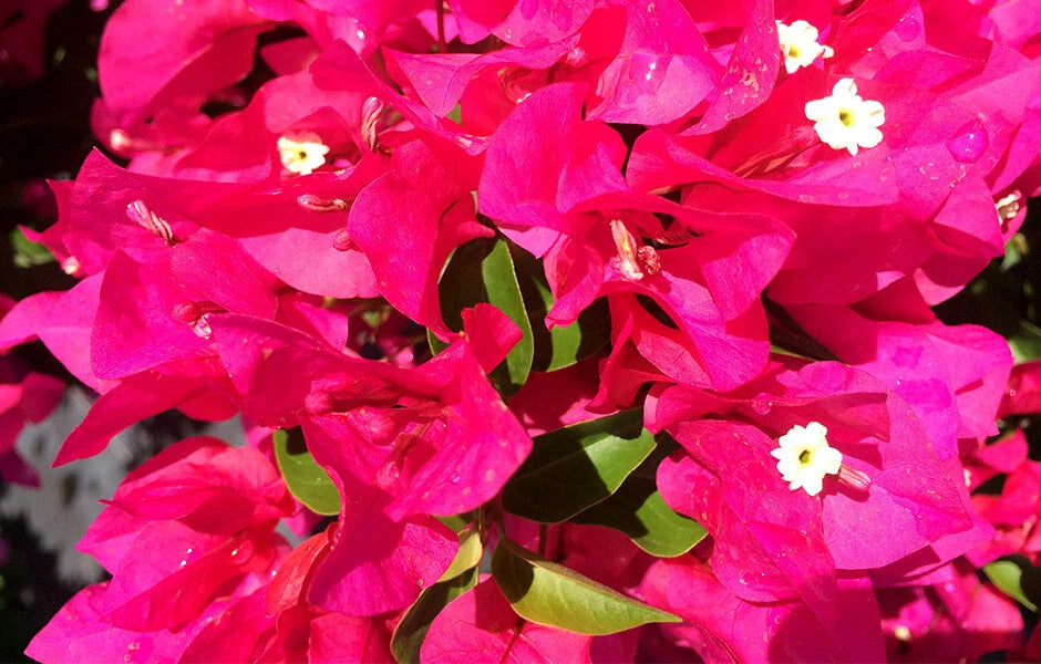 Bougainvillea Starter Plant - VERA LYNN - Live Plug Plant - Well Rooted - Great for Gardens - USA Seller