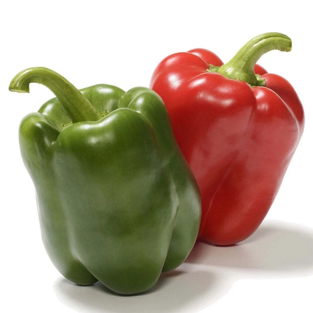 California Wonder Bell Pepper Seeds - Heirloom Non-GMO - Fresh - Capsicum annuum - 300 Seeds
