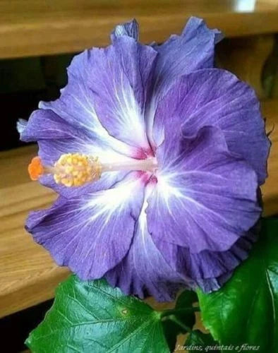 Blue White Hibiscus Seeds - 20 Perennial Flower Seeds for Garden - Hibiscus rosa-sinensis - USA Seller