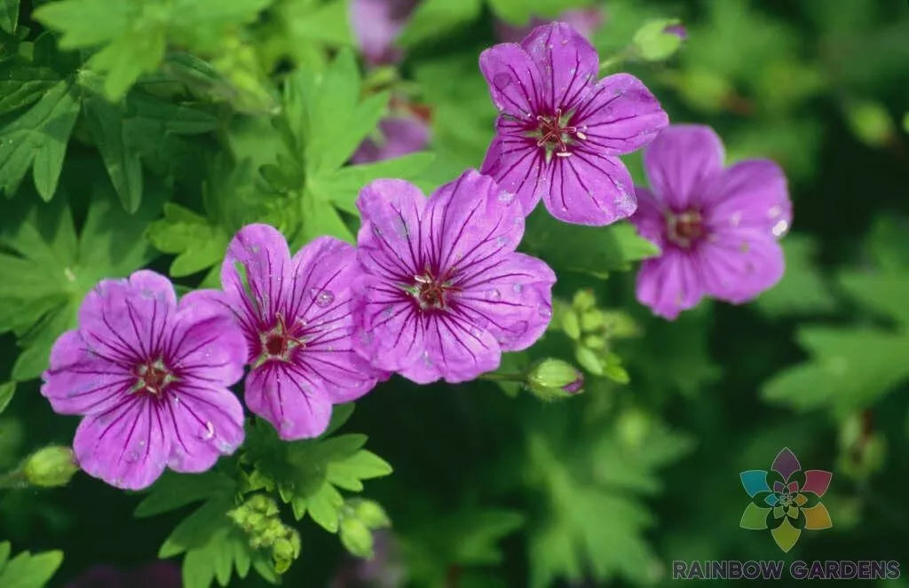 25+ Dilys Geranium Seeds for Garden Planting - Pelargonium 'Dilys' - USA - Non-GMO