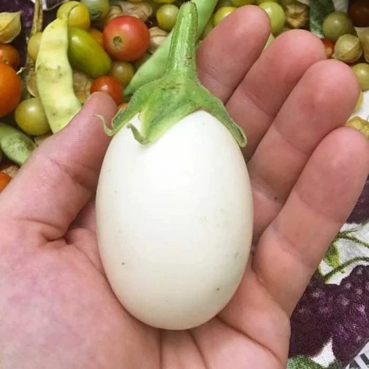 50+ Organic Heirloom White Eggplant Seeds - Non-GMO - Rare Variety - Perfect for Home Gardening
