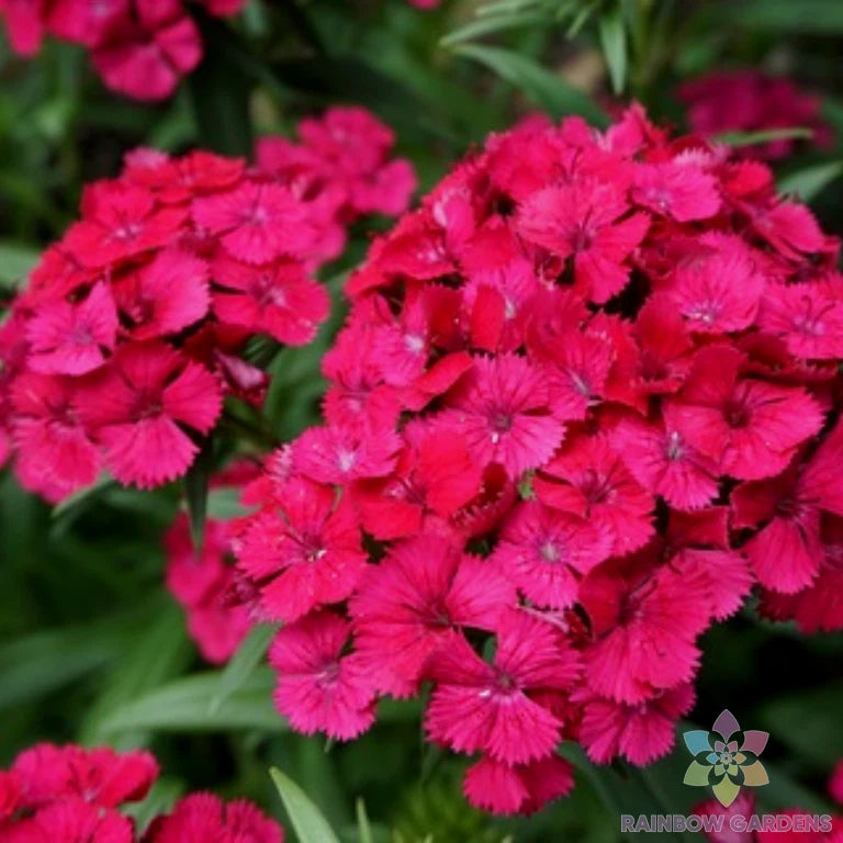 Jolt Cherry Carnation Seeds - 200+ Pack for Garden Planting - Dianthus caryophyllus - USA, Free Shipping