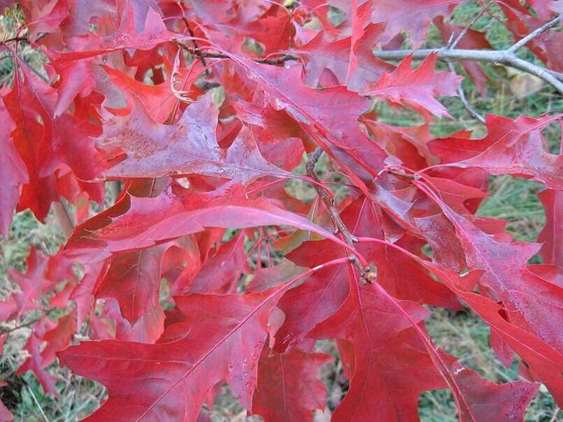 Scarlet Oak Tree Seeds for Planting | Quercus coccinea | Attractive Red Foliage | 100 Seeds