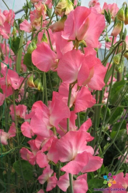 Mammoth Cream Pink Sweet Pea Seeds - 50+ Seeds - Lathyrus odoratus - Garden Flower Seeds - USA