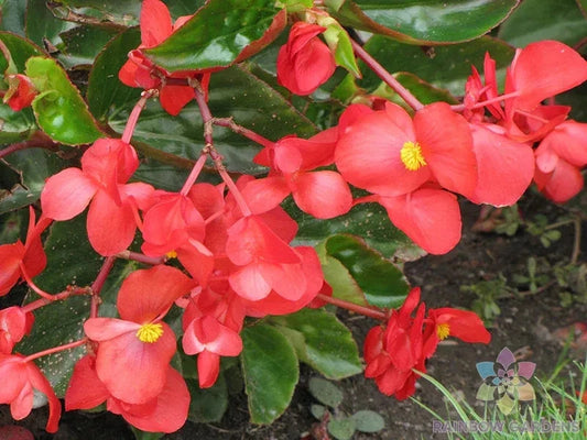 25+ Dragon Wing Begonia Seeds - Indoor/Outdoor Garden Planting - Begonia x hybrida - USA