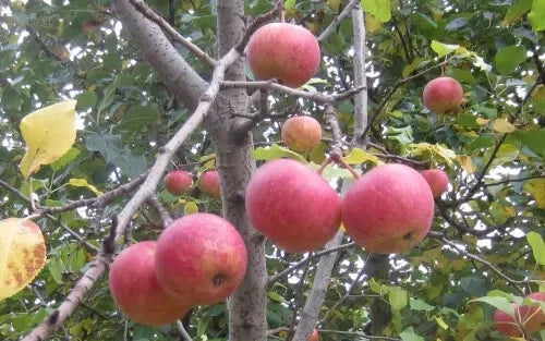 Malus sieversii Crabapple Seeds - 25+ Pack for Garden Planting - Heirloom Variety - USA Grown