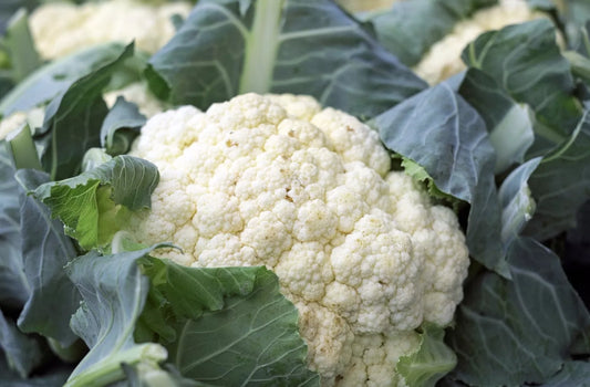 Cauliflower Snowball Y Improved, Non-GMO, Self Blanching, Cruciferous Vegetable, Organic Seed