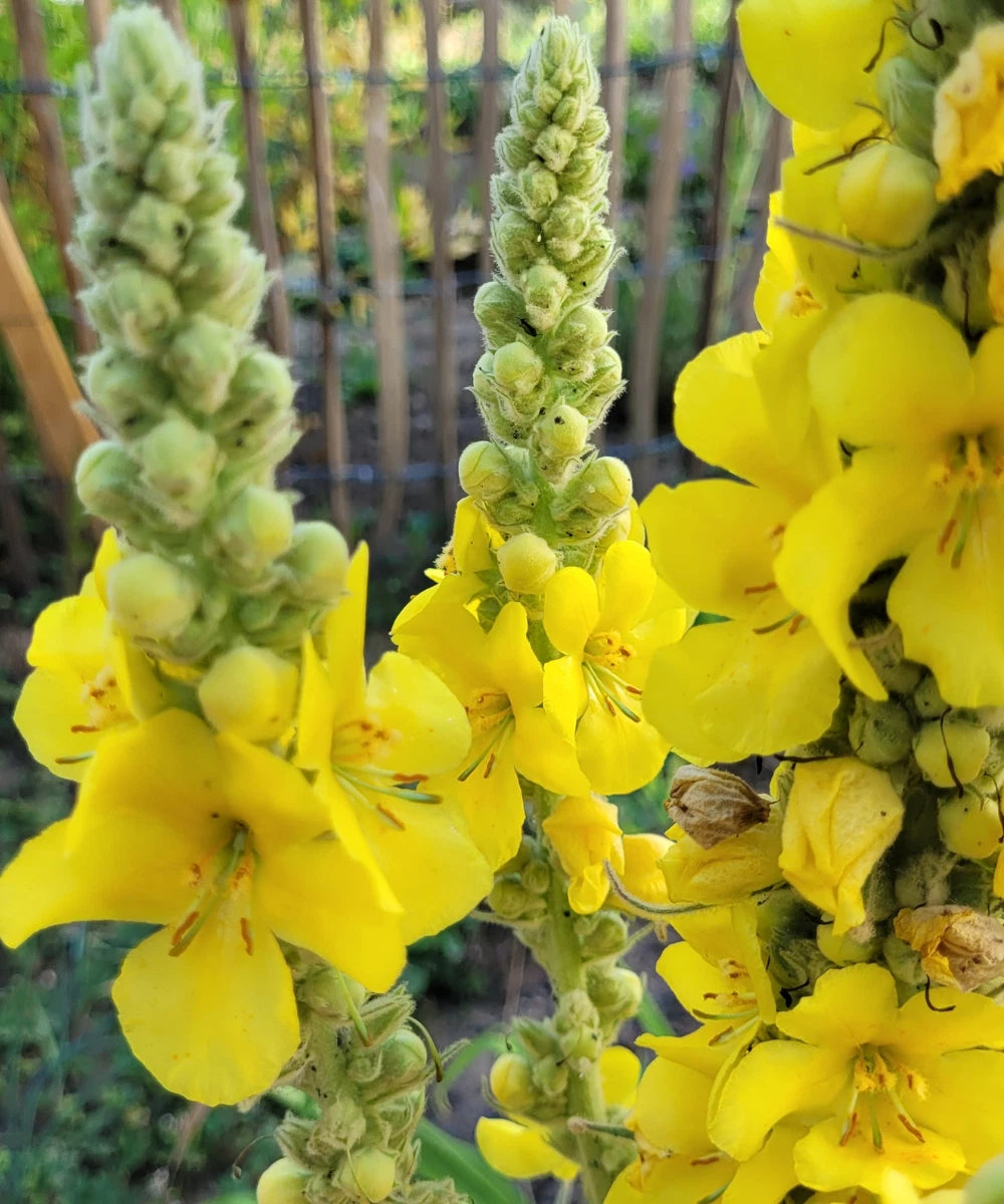Yellow Moth Mullein Seeds - Biannual Wildflower - Verbascum blattaria
