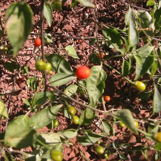 Chiltepin Pepper Seeds - 25 Non-GMO Seeds - Spicy Variety - Capsicum annuum - USA Seller