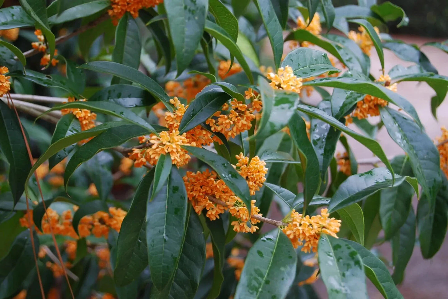 Fragrant Tea Sweet Olive Starter Plant - APRICOT ECHO Osmanthus fragrans - Rooted Plant for Garden or Home