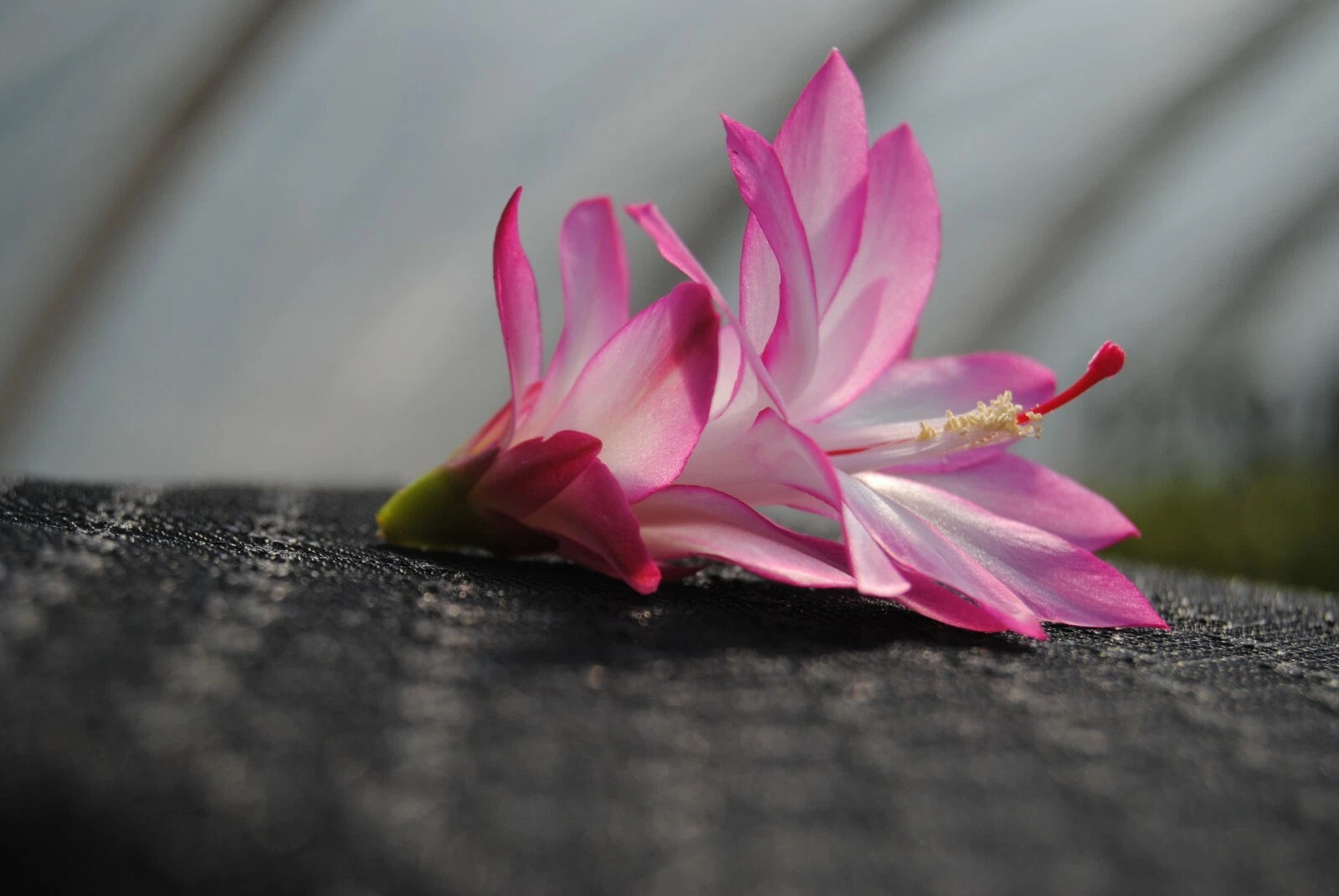 Christmas Cactus Starter Plant - Angel Wings - Schlumbergera Truncata - Well Rooted Plant, Perfect for Holiday Decor