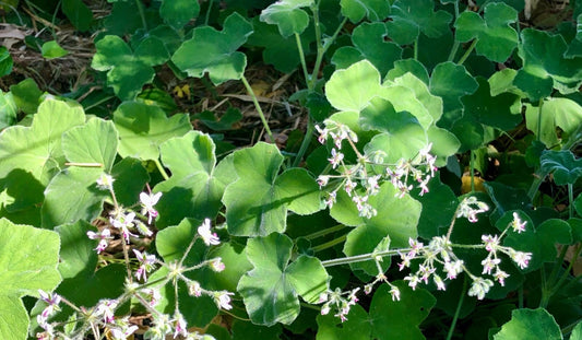 3 Ivy Geranium Cuttings – Rose Red Pelargonium peltatum – Live Unrooted Stems for Hanging Baskets, Garden Pots, Window Boxes