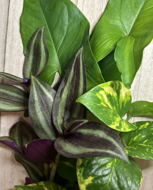 15 Rooted Plant Cuttings - Wandering Jew, Arrowhead Vines, Pothos - Tradescantia zebrina, Syngonium podophyllum, Epipremnum aureum