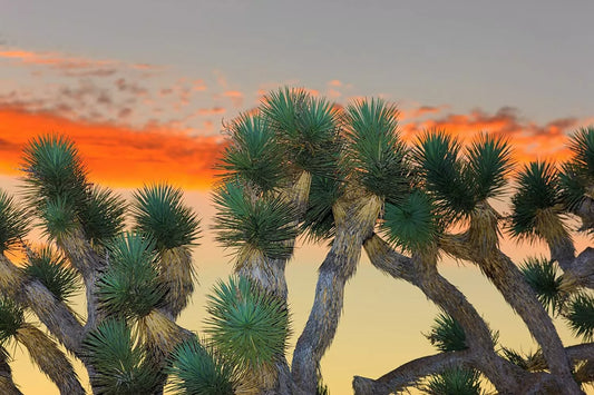 Joshua Tree Bonsai Seeds - 10 Count - Grow Unique Joshua Tree (Yucca brevifolia) Bonsai Plant from Seeds