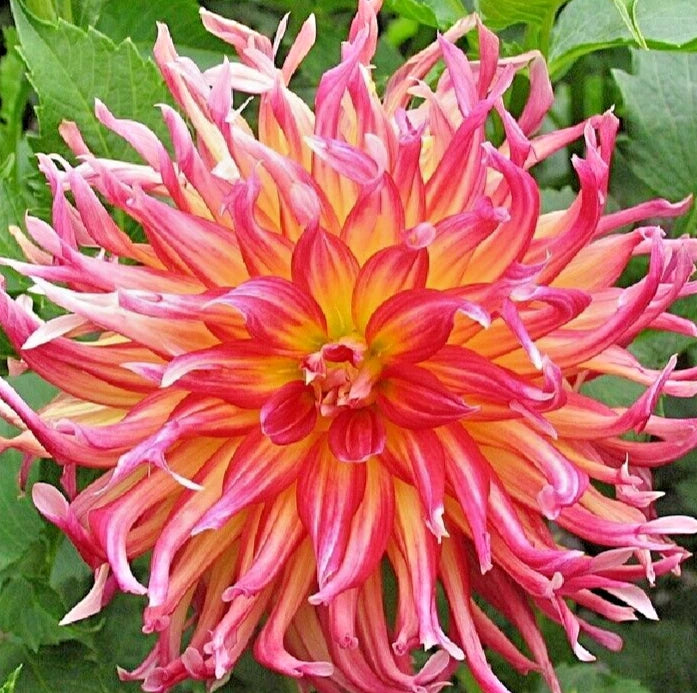 Dahlia Plant 4" Live Pink Red Yellow Cactus Flower - Dahlia 'Bora Bora'