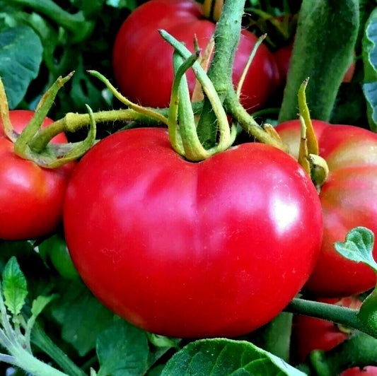 Bradley Bush Tomato Seeds - Organic Compact Variety for Vegetable Garden - Solanum lycopersicum