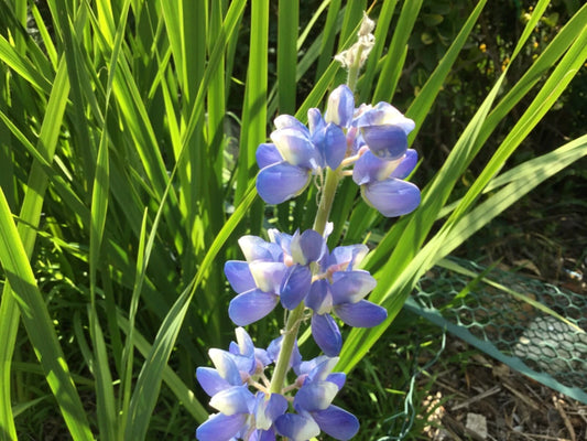 Lupine Seeds 15 Count - Sky Blue Variety - Lupinus polyphyllus