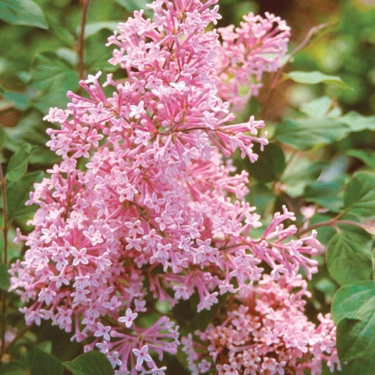 25 Coral Lilac Seeds | Fragrant Perennial Flower | Syringa vulgaris | US Seller