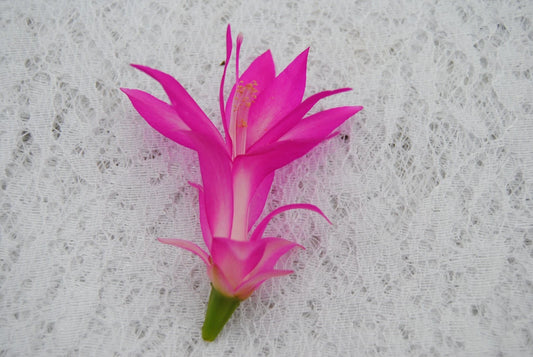 Christmas Cactus Starter Plant - Holiday Splendor - Schlumbergera Truncata - Healthy Well-Rooted Small Plant