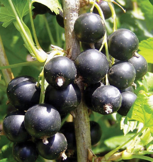 BLACK CONSORT Currant Live Plant 1-2 Years Old Bareroot Ribes nigrum