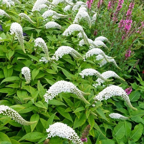 Gooseneck Loosestrife Perennial Plants - 12 Live Well Rooted - Lysimachia clethroides