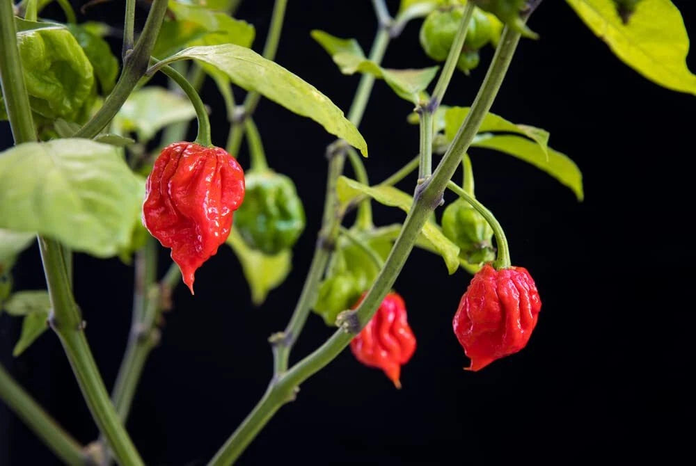 Carolina Reaper Pepper Seeds - Hot Pepper Seeds for Planting - Capsicum chinense - World's Hottest Pepper Variety