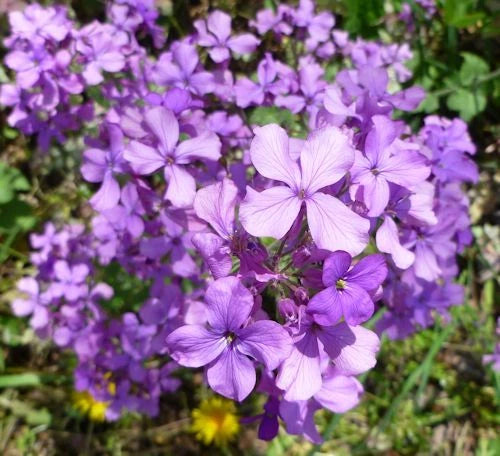 75 Moneyplant Seeds - Lunaria annua - Silver Dollar Plant - Easy to Grow Flower Seeds - Ideal for Gardens and Containers