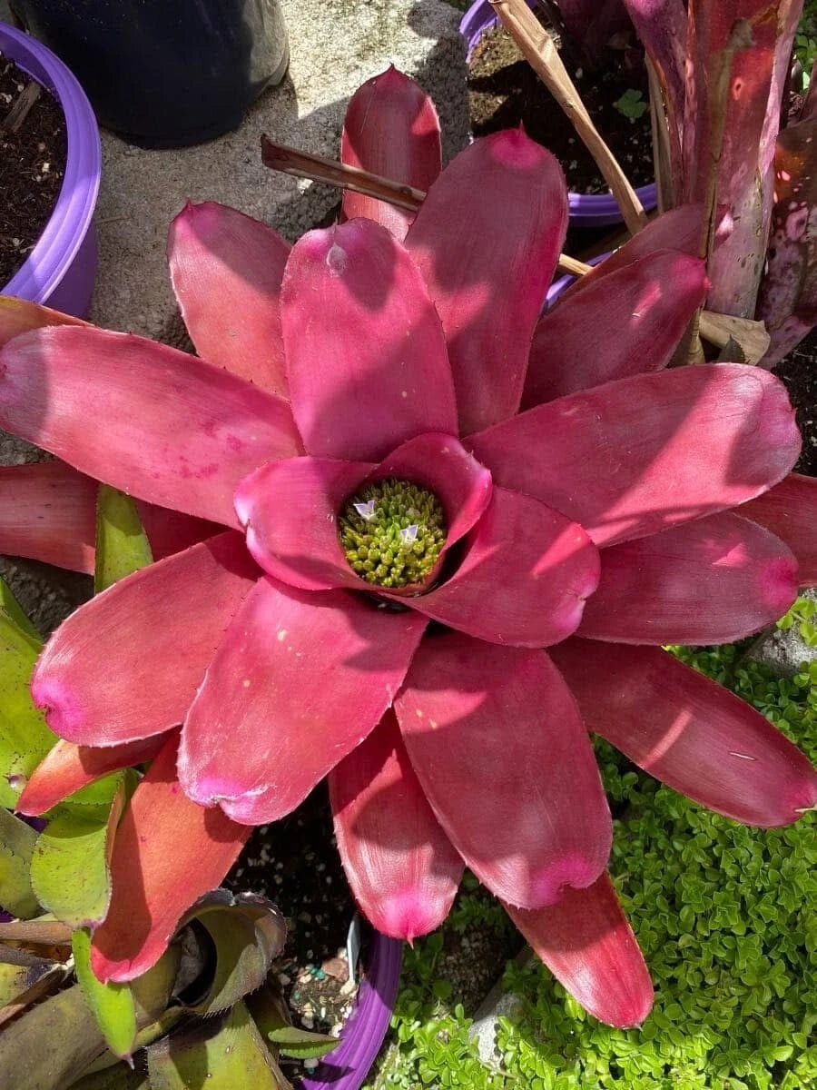 Bromeliad Plant - Neoregelia 'Petra' - Colorful Tropical Indoor Houseplant