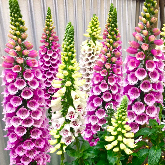 Foxglove Seeds - Mixed Colors Purple Pink White Yellow Shades - Digitalis purpurea - 2025 Planting
