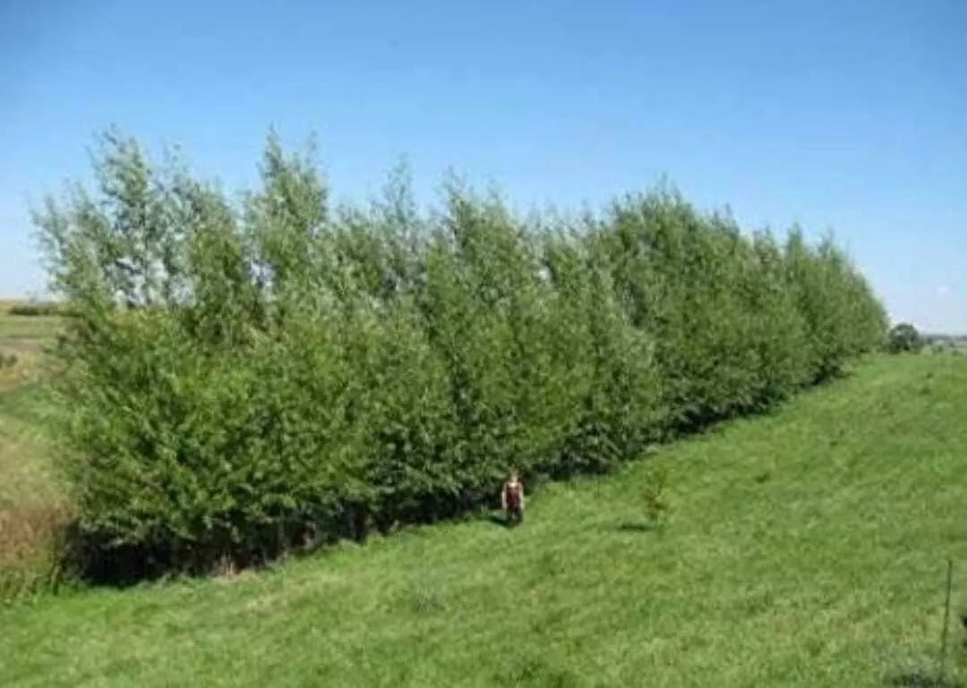 Austree Hybrid Willow Tree Cuttings - Fast Growing Privacy Hedge - 10 Cuttings - Ideal for Screening and Landscaping