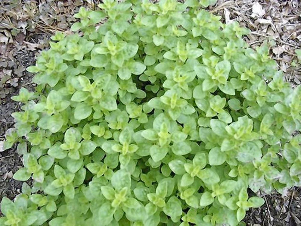 Italian Oregano Herb Seed, Heirloom, Non-GMO, 500 Seeds, Origanum vulgare