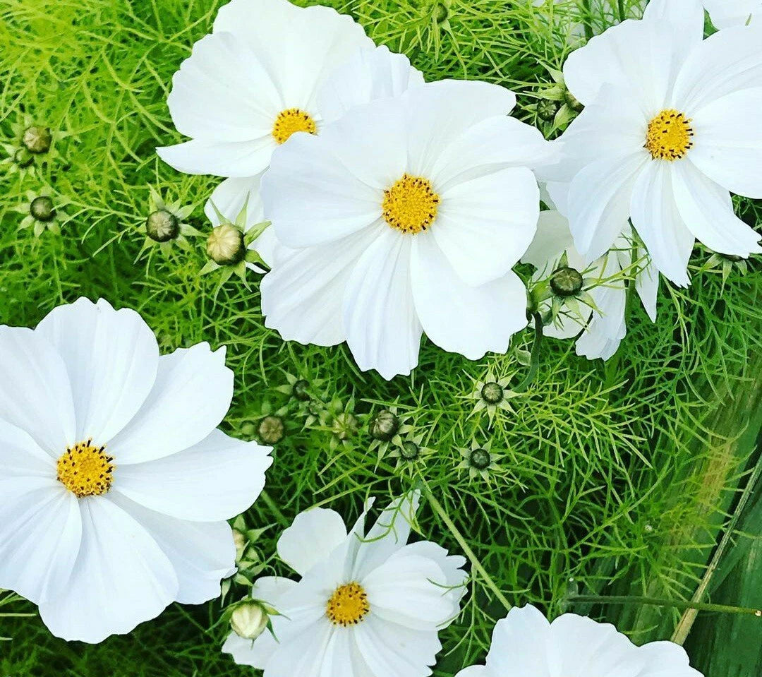 Cosmos Flower Seeds - White Purity - 40 Seeds - Cosmos bipinnatus