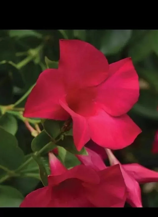 Mandevilla Tourmaline Fuchsia Live Plant Plug - 2 Inch Potted Garden Plant for DIY Landscaping