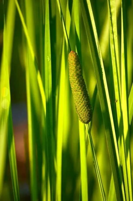 50 Sweet Flag Native Seeds for Planting, Acorus americanus, Aquatic Perennial, Wetland Plants, Natural Landscaping