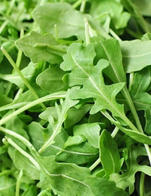 Arugula Seeds, Slow Bolt, Non-GMO, Rocket, Colewort, Heirloom Variety, Organic Gardening, Free Shipping