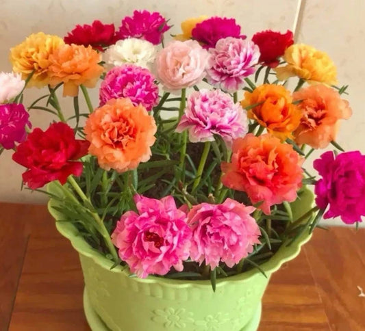 1000+ Seeds Moss Rose Double Mix - Portulaca grandiflora - Colorful Flower Seeds for Garden Planting