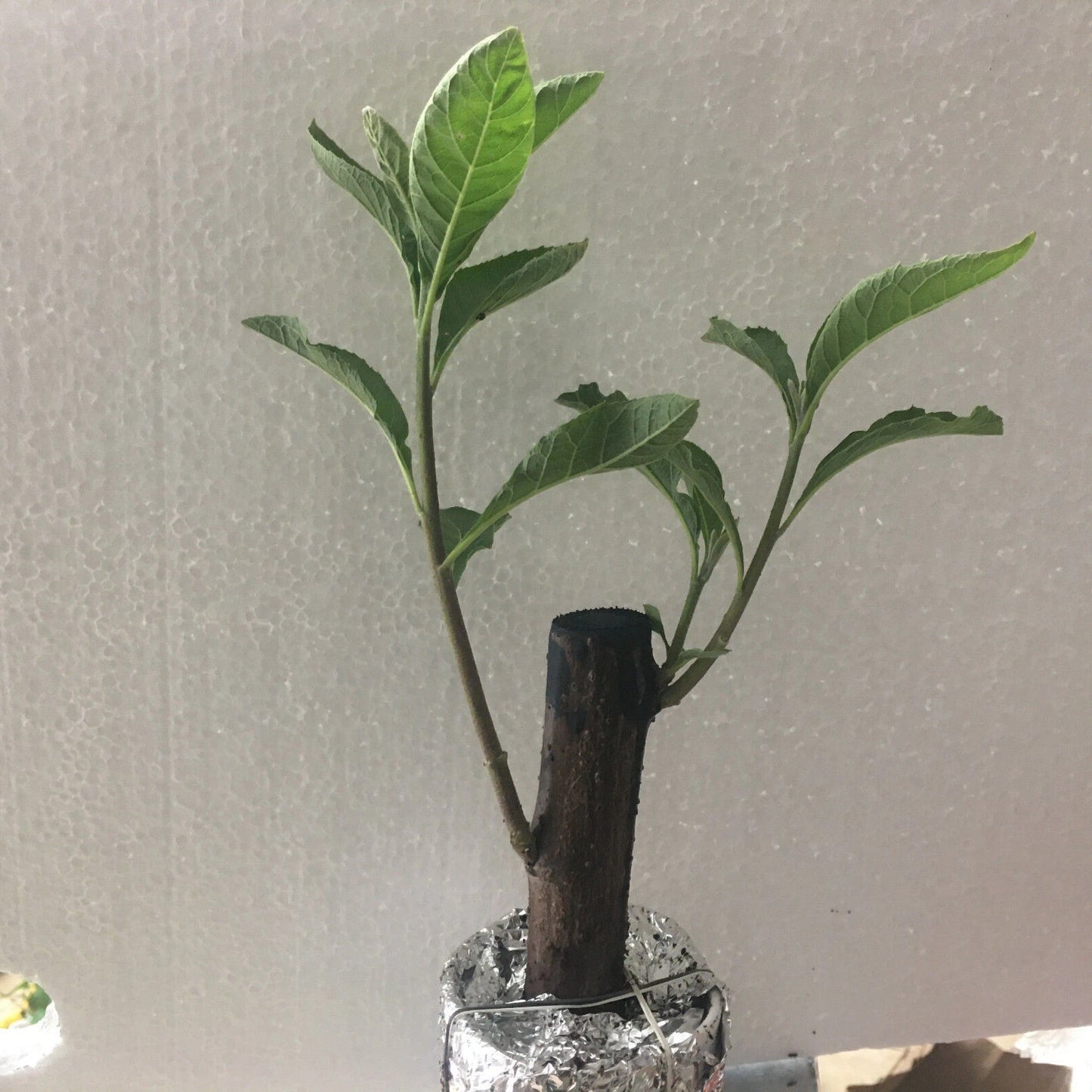 African Bitter Leaf Plant - Live Medical Herb for Diabetes - Vernonia Amygdalin