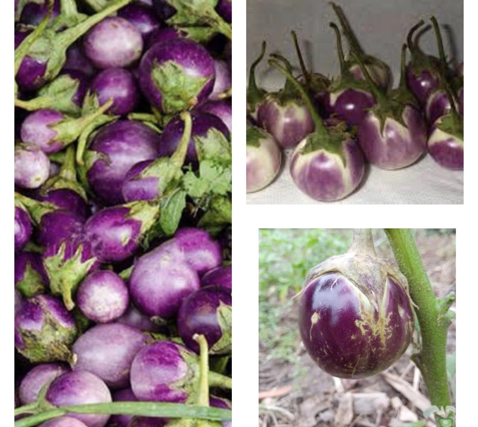 Thai Round Purple Eggplant Seeds - 50+ Non-GMO Seeds (Solanum melongena) - Buy 2 Get 1 Free