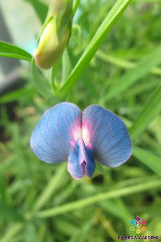 50+ Lathyrus sativus var. cyaneus Annual Sweet Pea Seeds - Non-GMO, Blue Flowers, Garden Planting Seeds