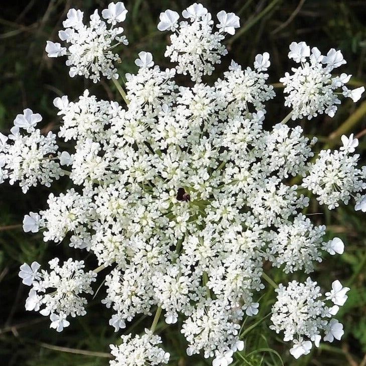 Anise Seeds 1000+ Count Non-GMO Heirloom Herbs for Planting - Pimpinella anisum