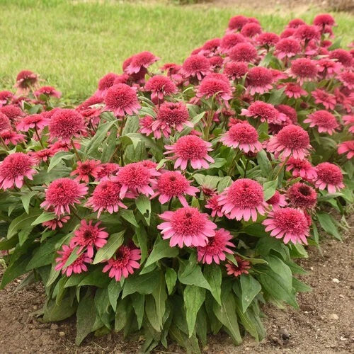 50 Raspberry Beret Coneflower Seeds | Echinacea Purpurea | Perennial Flowers | Colorful Garden Plants