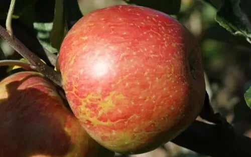 25+ Apple Seeds for Garden Planting - Heirloom Variety - Malus domestica - USA - FREE SHIPPING