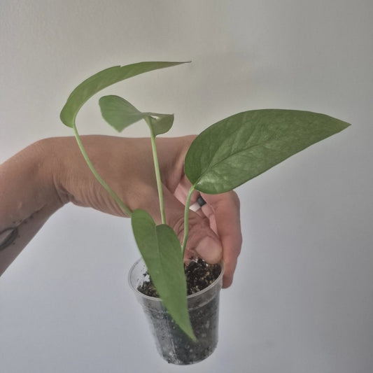 Cebu Blue Pothos Starter Plant in 2 Inch Pot | Epipremnum Pinnatum Var. Cebu Blue