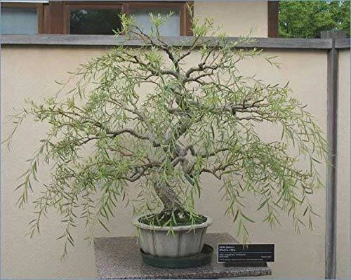 Bonsai Tree Cutting - Thick Trunk Dragon Willow - Fast Growing Indoor/Outdoor - Salix Matsudana