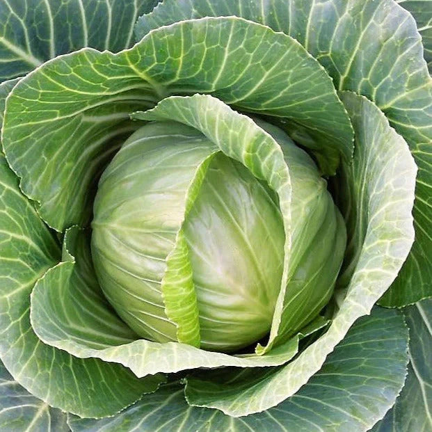 Brunswick Cabbage Seeds - 1000+ Count - Non-GMO Heirloom Savoy - Brassica oleracea