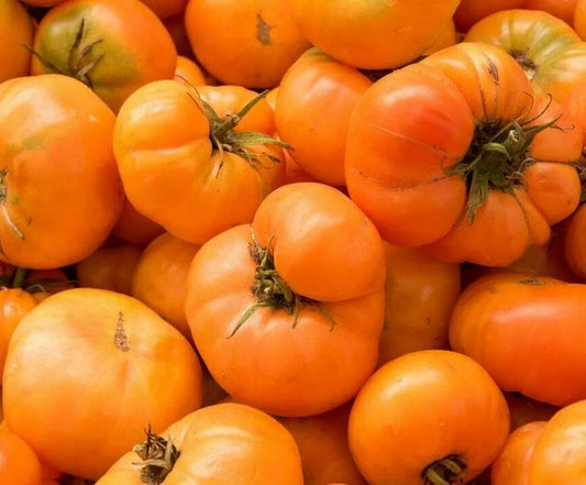 Amana Orange Tomato Seeds 100+ Count Indeterminate Garden Vegetables Solanum lycopersicum Free Shipping