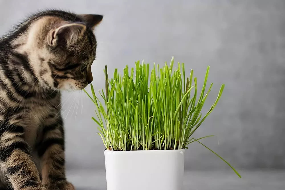 Cat Grass Seeds 1 Pound - Nutritious Tasty Treat for Pets - (Avena sativa)