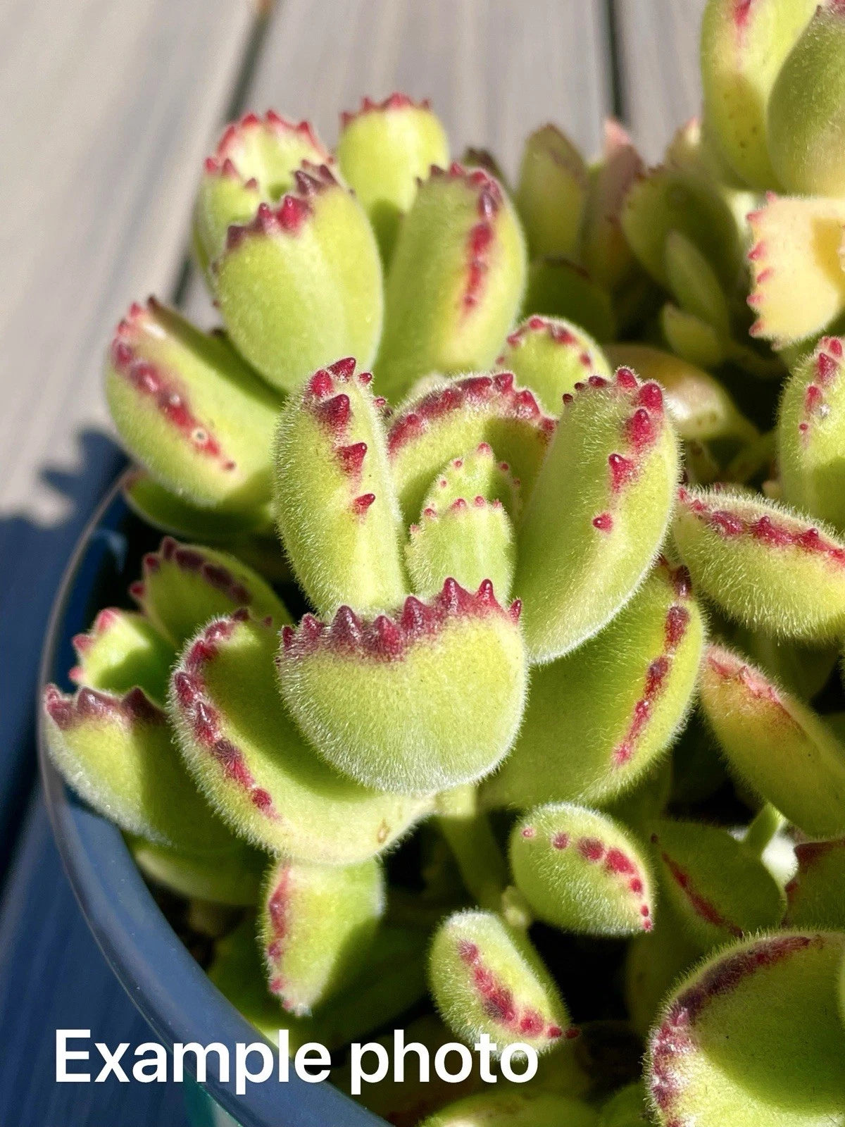 2" Variegated Bear's Paw Succulent Cutting - Cotyledon tomentosa Unrooted Plant